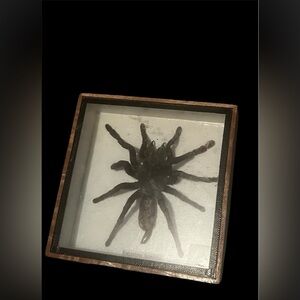Framed Tarantula Display